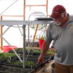 Bedding plants