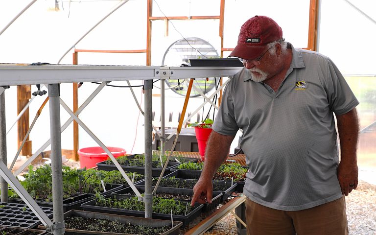 Bedding plants